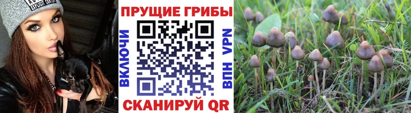 Псилоцибиновые грибы прущие грибы Купить где Салехард